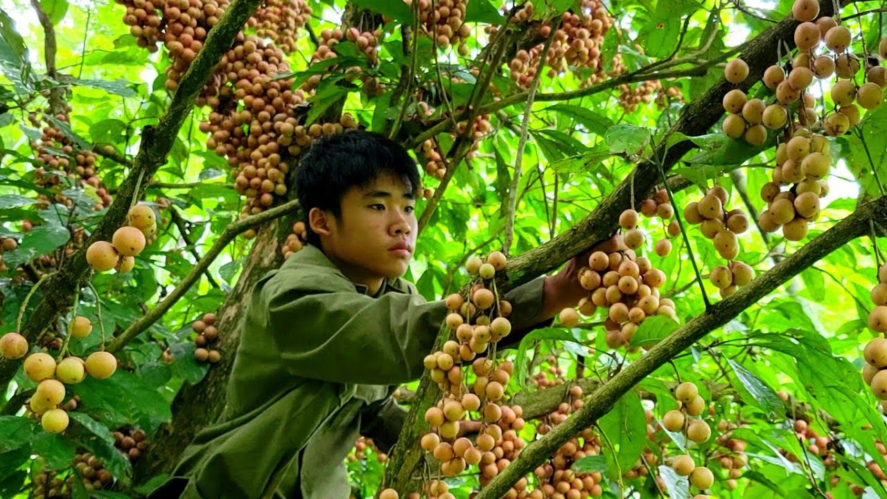 Harvesting Wild Fruits To Sell At The Country Market - Survival