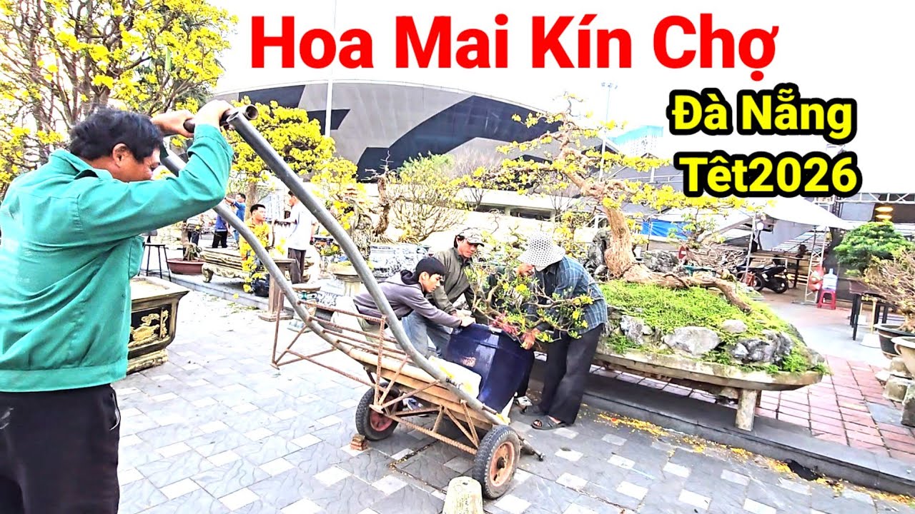 Chợ Hoa Tết Đà Nẵng 2026: Hoa Mai Đổ Về Đông Đúc | Cập Nhật Hoa Xuân Bính Ngọ