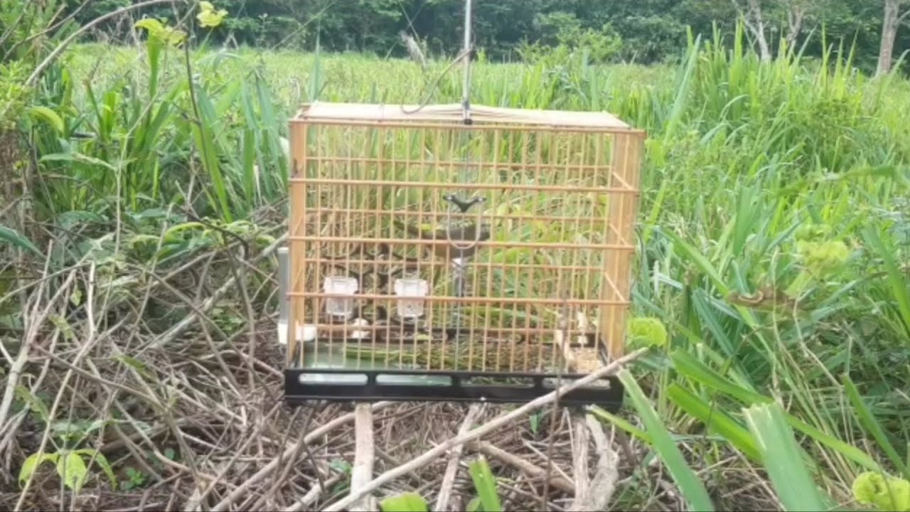 curió pardo Maluco