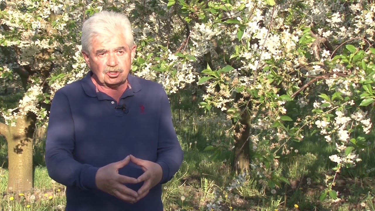 Osiguranje voca od mraza  - POTPUNO BESMISLENO - NEMOJTE !  Ovaj iskusan vocar je to uvideo OVAKO !