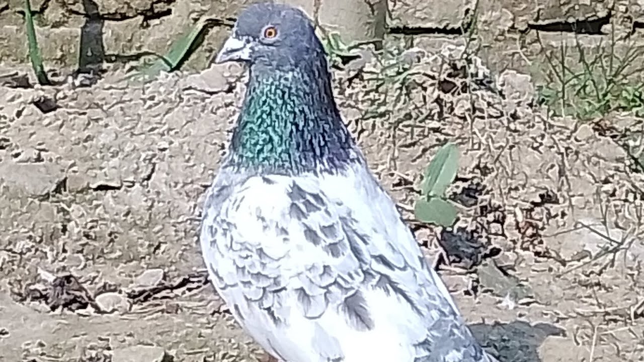 देसी कबूतर सो करो#pigeon #viruls #trendingvideo #trending #yutube #viralvideo #yt#kabootar #viruls k