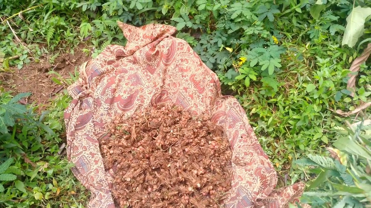 Lagi panen buah kapol gaes