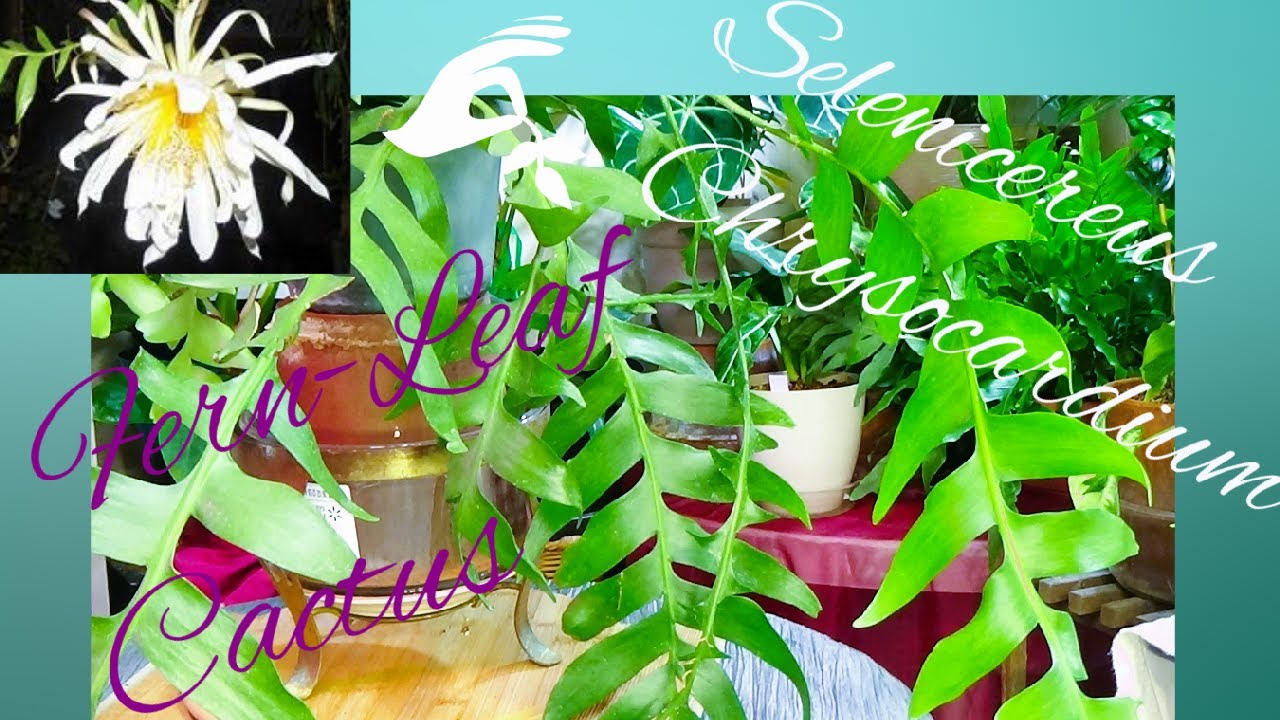 Fern-Leaf Cactus Propagation & Care /   Selenicereus Chrysocardium
