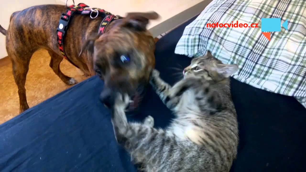 Takov&eacute; to domac&iacute; mazlen&iacute;
