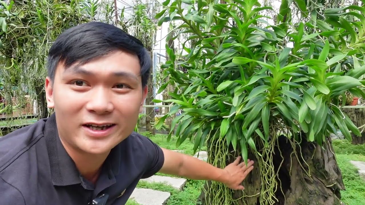 Những giò lan quế trắng đang đơm nụ chuẩn bị cho mùa hoa tháng 8