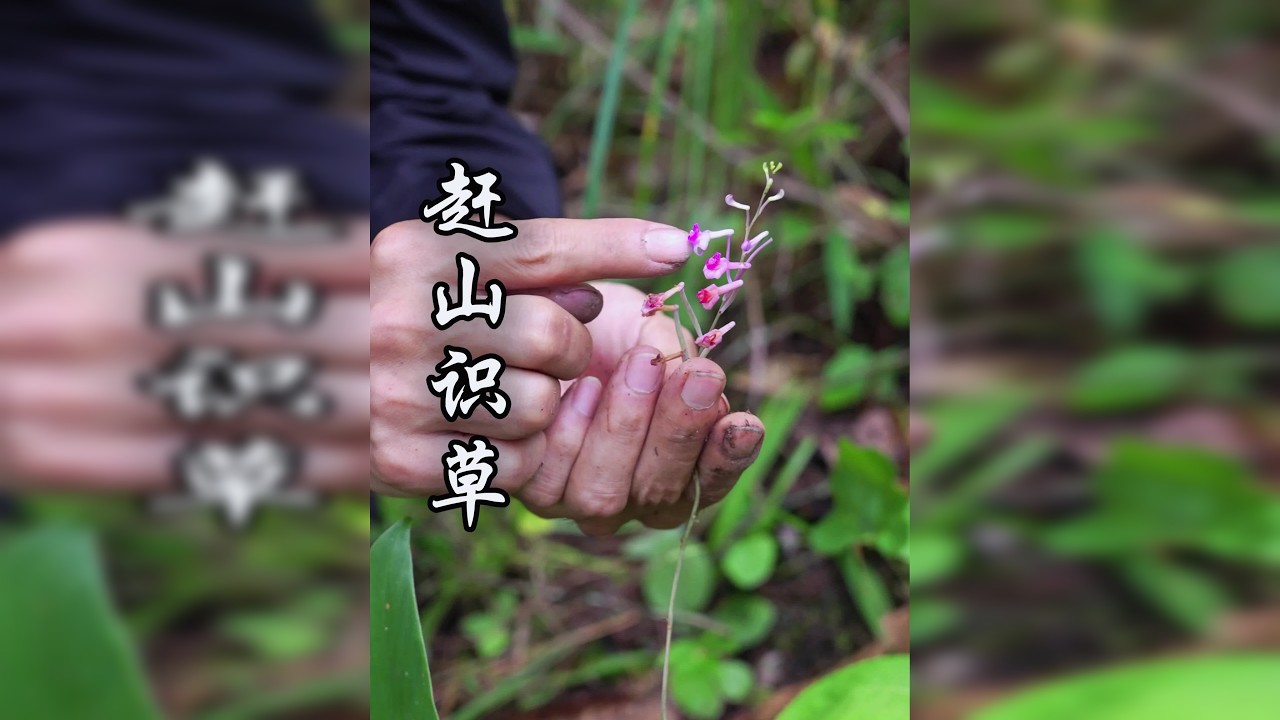 闻着草药香，寻找破土而出的鸡枞，这就是我的日常