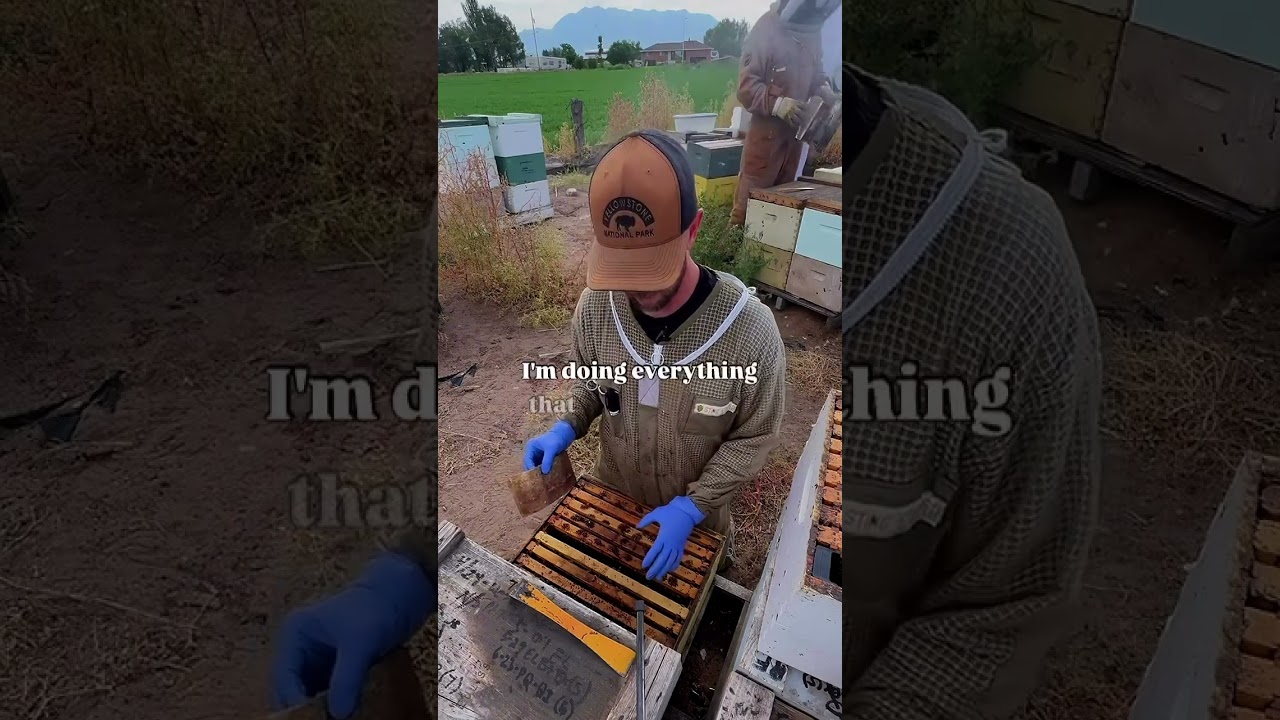 Reading the Warning Signs in a Hive (What New Beekeepers Often Miss)