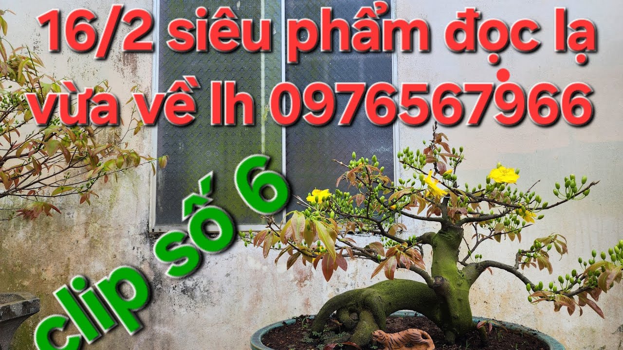 16/02 Minh Nhí 0976567966  Chúc cả nhà sức khoẻ hồng phát