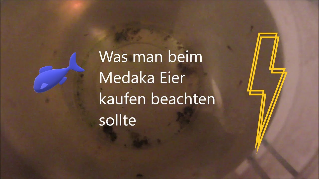 Was man beim Medaka Eier online kaufen beachten sollte und wie man sie aufzieht