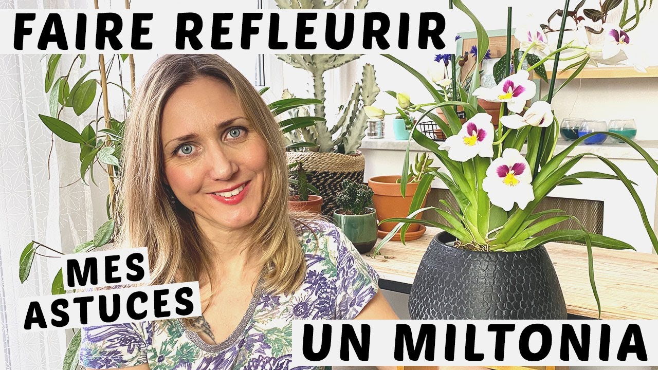 🌸 FAIRE REFLEURIR UNE ORCHIDÉE MILTONIA (MILTONIOPSIS)