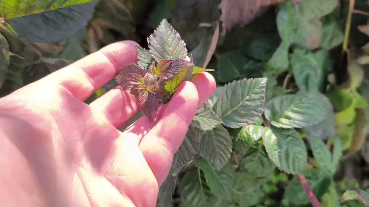 Ежевика зимование без укрытия 9 января 2026 год - обзор. 