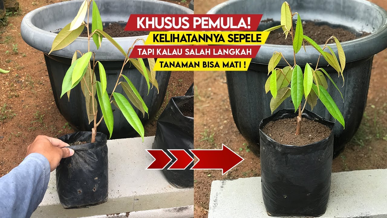 Многие не знают! Самый простой и безопасный способ перемещения горшков с растениями.