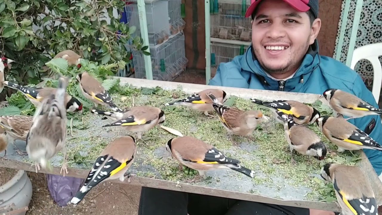 نبتة الحريقة مهمة للحسون في هده الفترة من السنة chardonneret Marrakech ♥️
