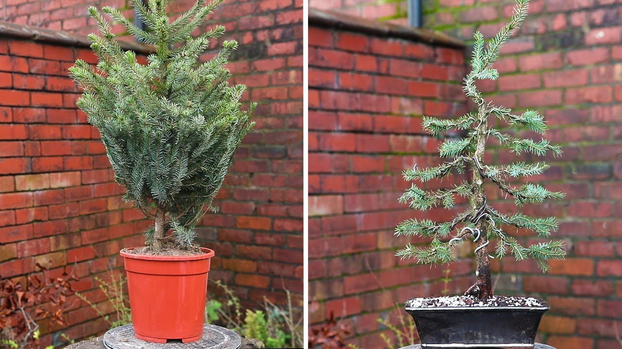 Recreating Greenwood bonsai studio £10 dwarf spruce