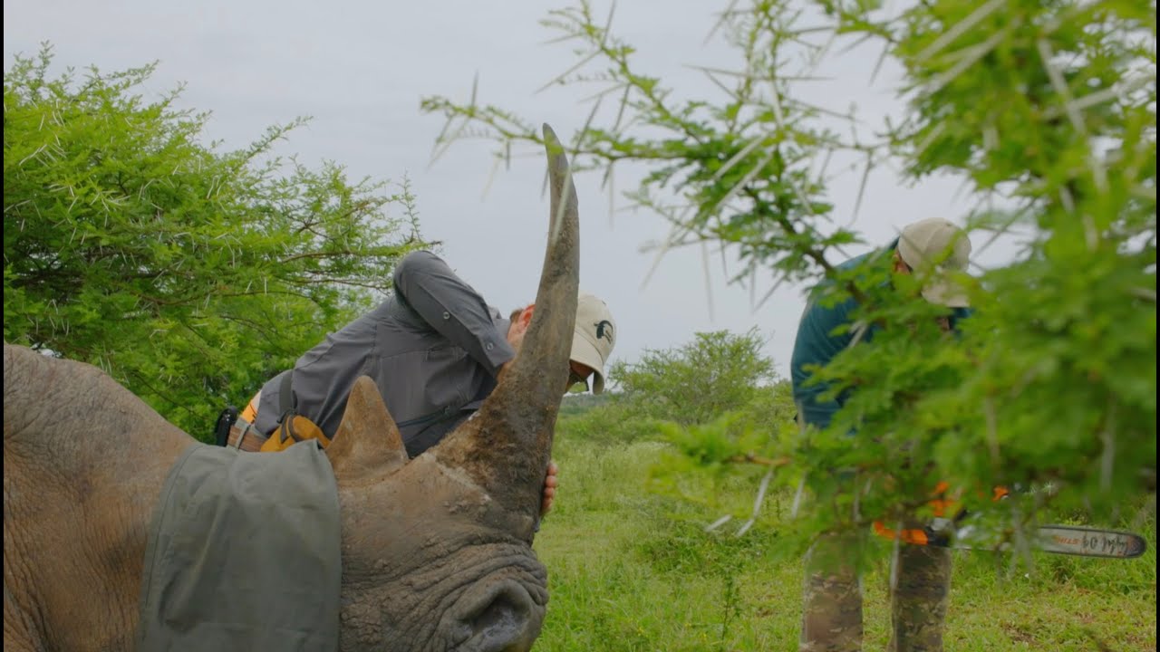 🌍 WWF South Africa: 2024 Highlights | Innovative Ideas. Sustainable Solutions 🌍