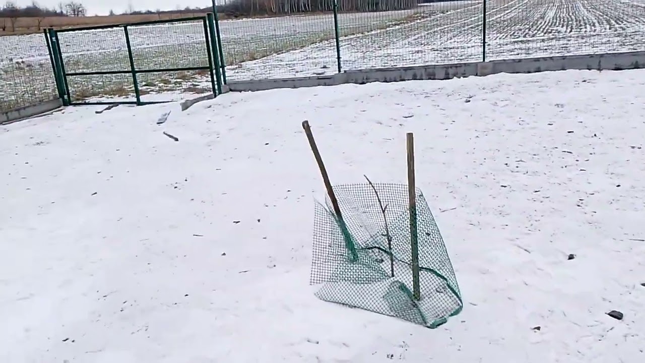 Choroba kreciek. Wszystko o niej 