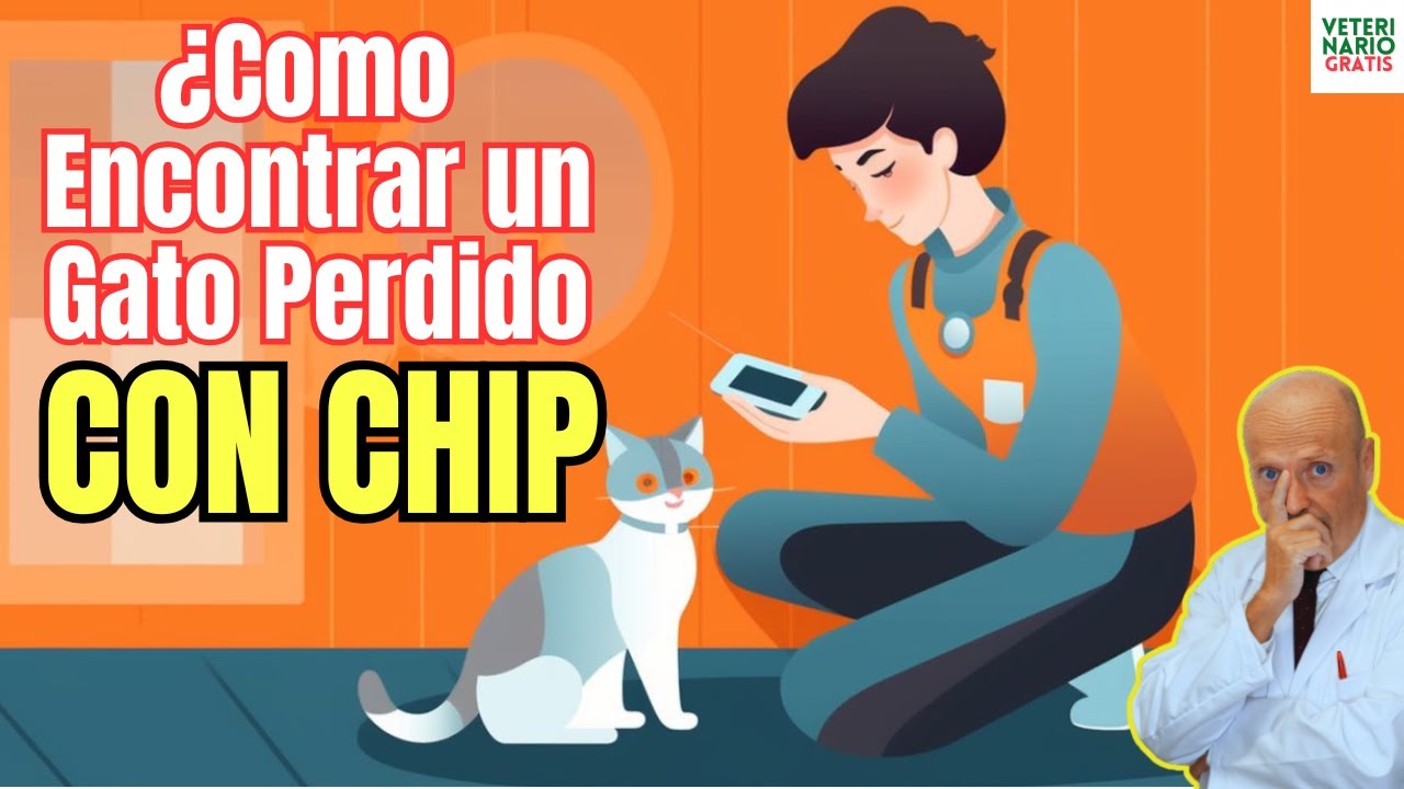 🆘 ¿COMO ENCONTRAR A UN GATO PERDIDO CON CHIP? 🆘