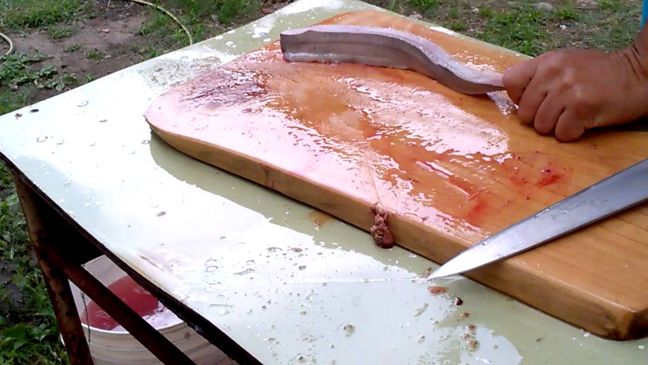 limpieza y fileteado de gatuzo (palo rosado)