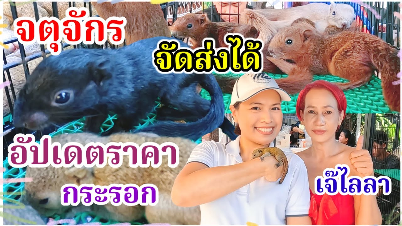 อัปเดตราคากระรอก จตุจักร ราคาปลีก ราคาส่ง(5ตัว) จัดส่งได้ทุกจังหวัด ร้านเจ๊ไลลา