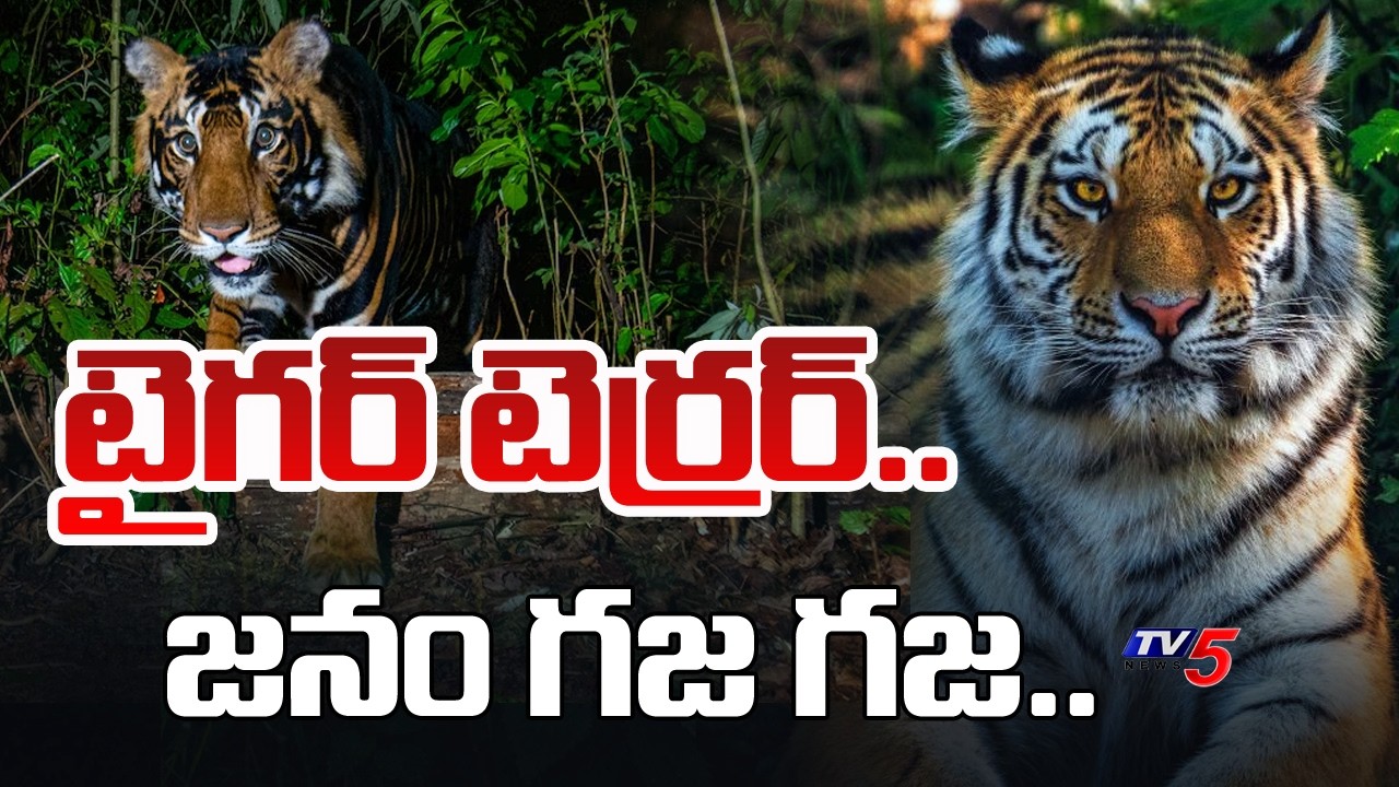 Tiger Tension In Godavari District : టైగర్ టెర్రర్ | AP Tiger Latest News | TV5 News
