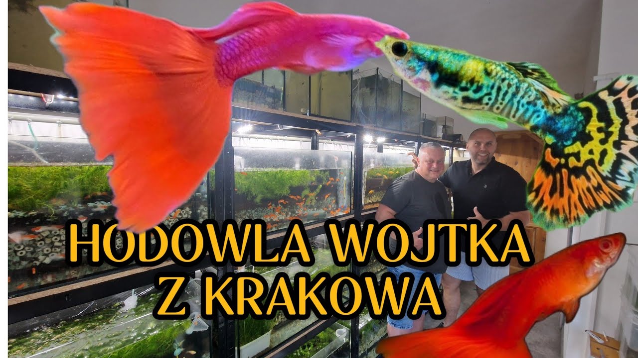 Hodowla Wojtka z Krakowa- greenbreeder.pl