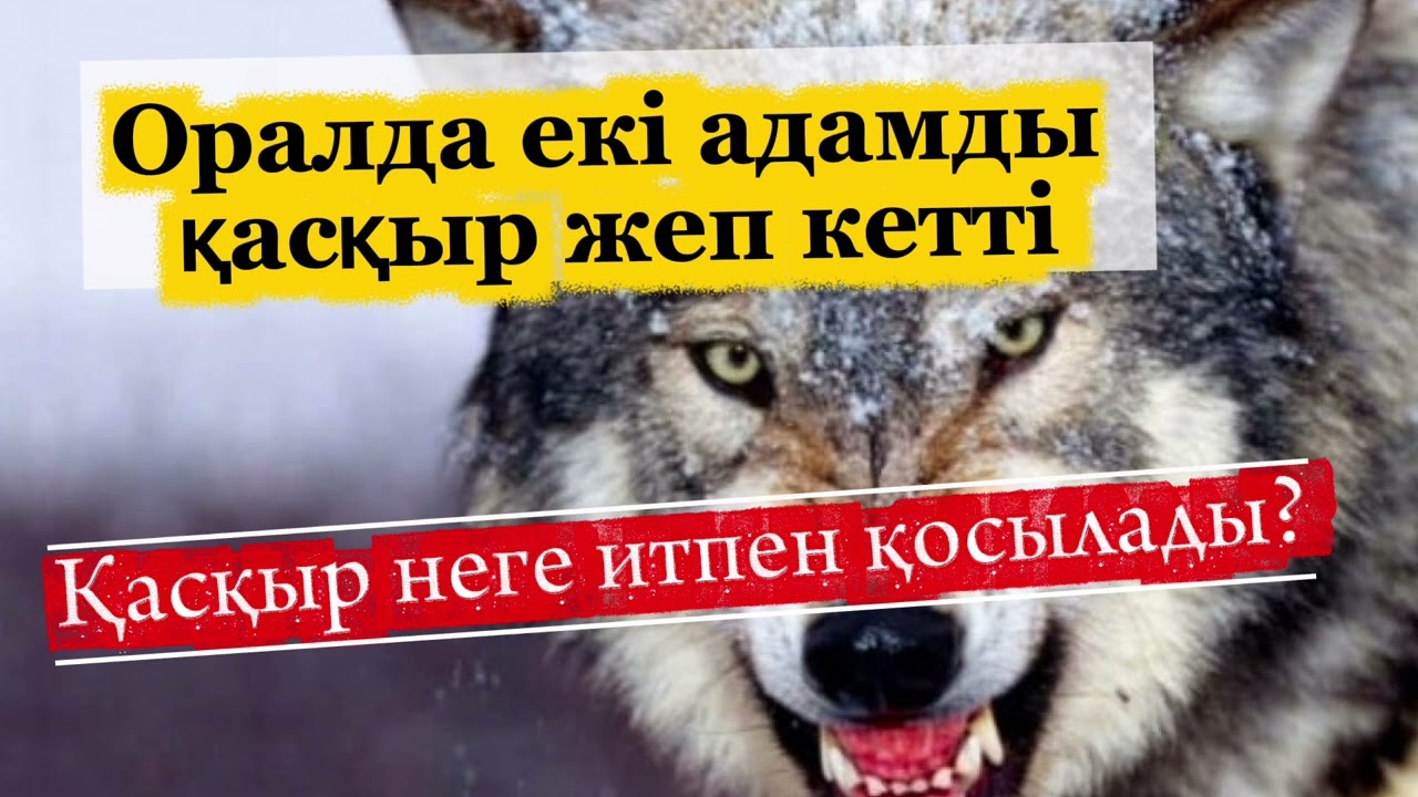 Қасқыр көбейген заман 