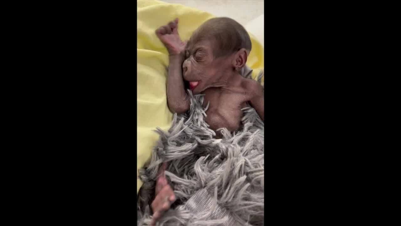 Texas Zoo Delivers Baby Gorilla by Emergency C-Section