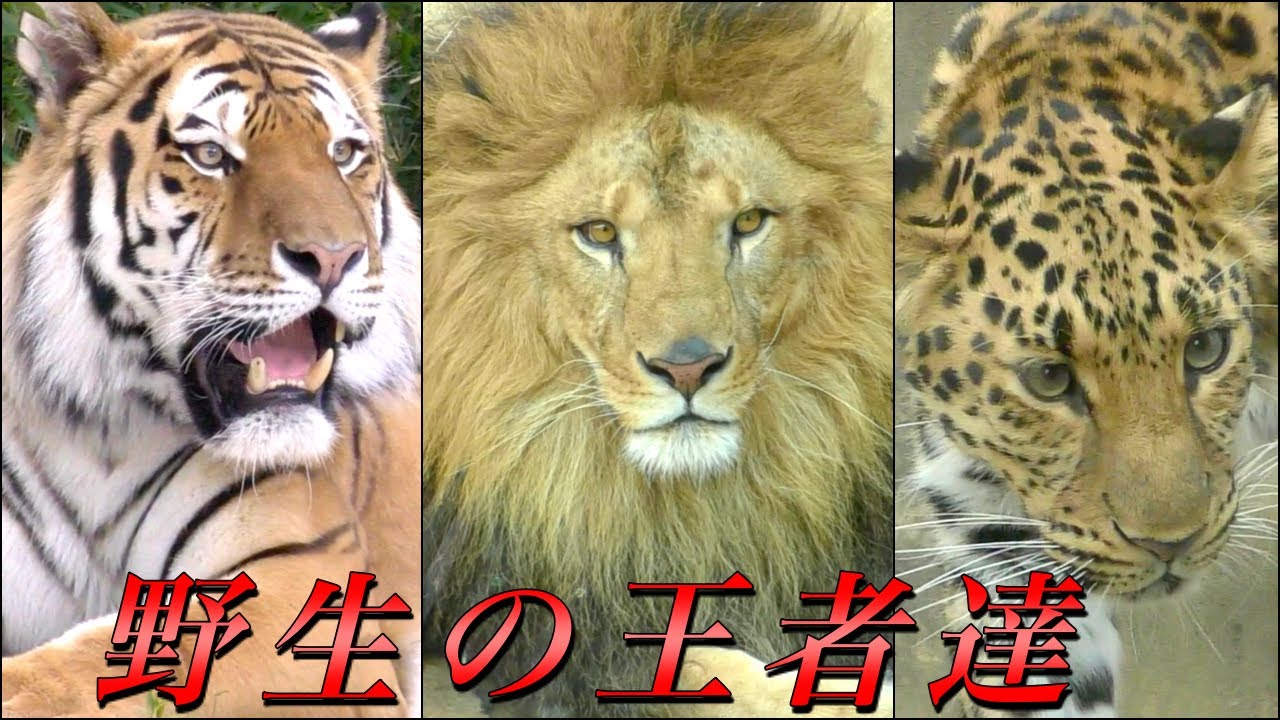 大型のネコ科動物たち全種〜ライオン･トラ･ジャガー･ヒョウ･ユキヒョウ･チーター･ピューマ〜