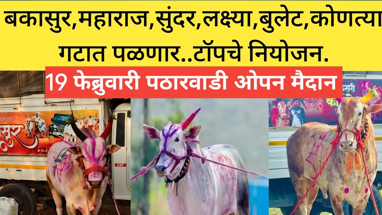 19 फेब्रुवारी पठारवाडी बकासुर महाराज लक्ष्या सुंदर रायफल कोणत्या गटात पळणार 