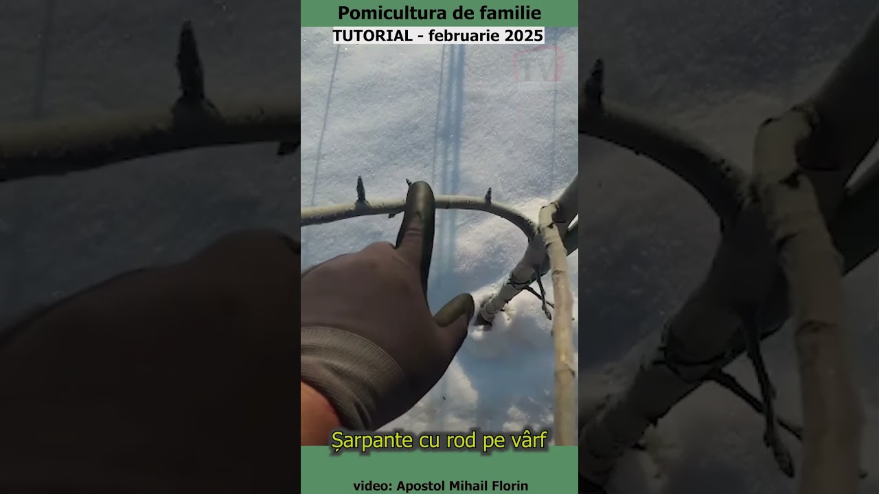 Pomicultura de familie -  Șarpante cu rod pe vârf
