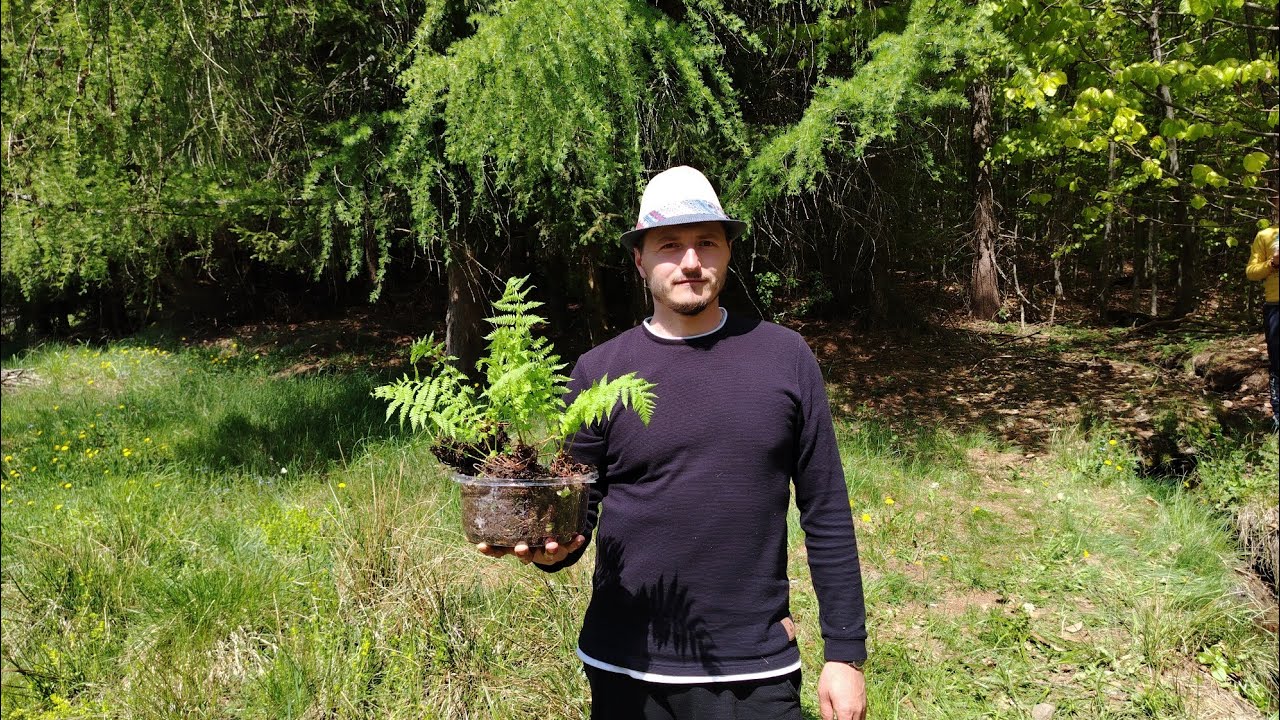 Cum plantam o ferigă din pădure‼️