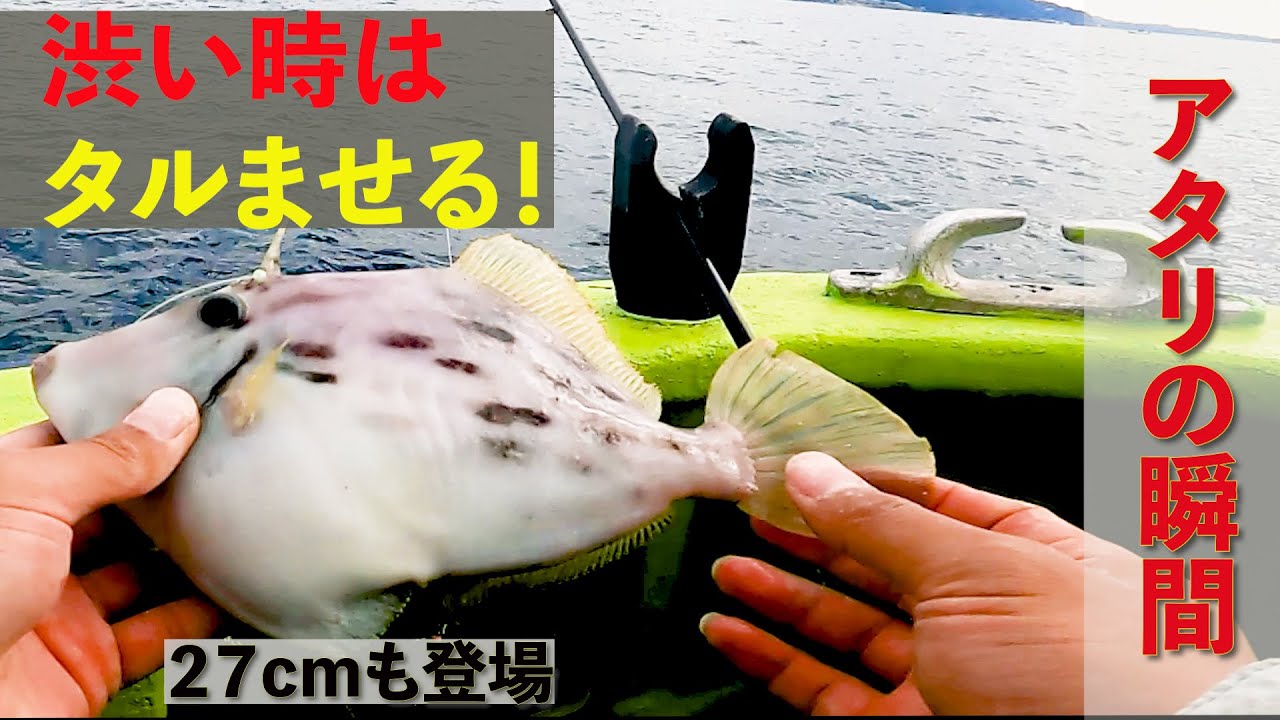 【東京湾カワハギ】タルませ釣り低活性を攻略 @金沢八景・弁天屋