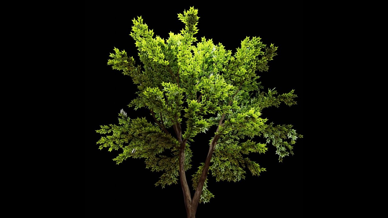 Tree - Lighting and materials test - Blender 2.92
