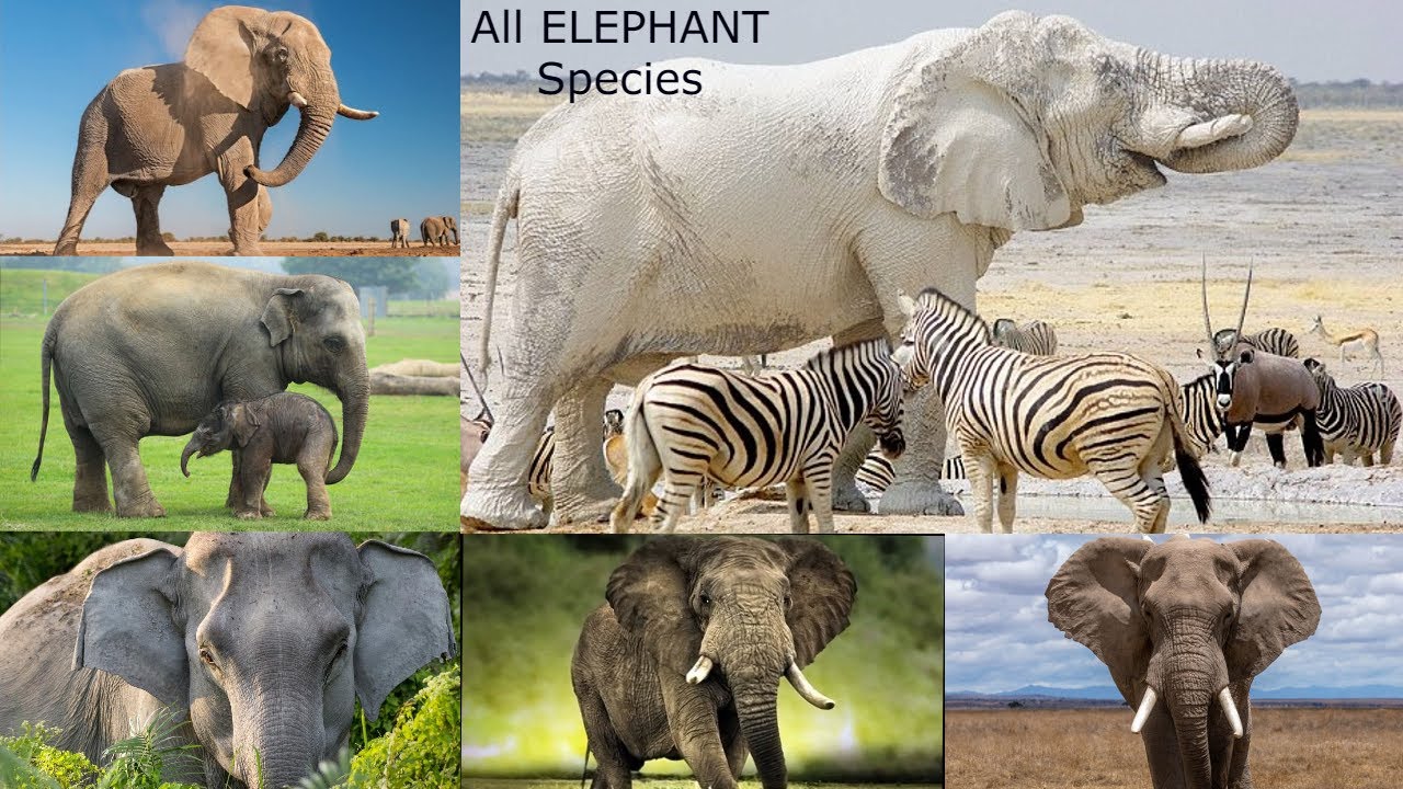 All Elephant species / types of elephant / elephant types