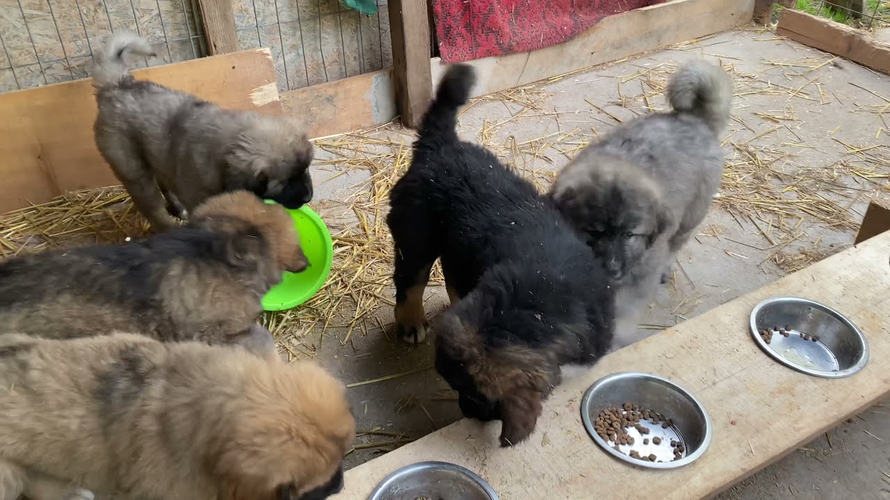 Pui ciobanesc caucazian 57 de zile tel  0731447767