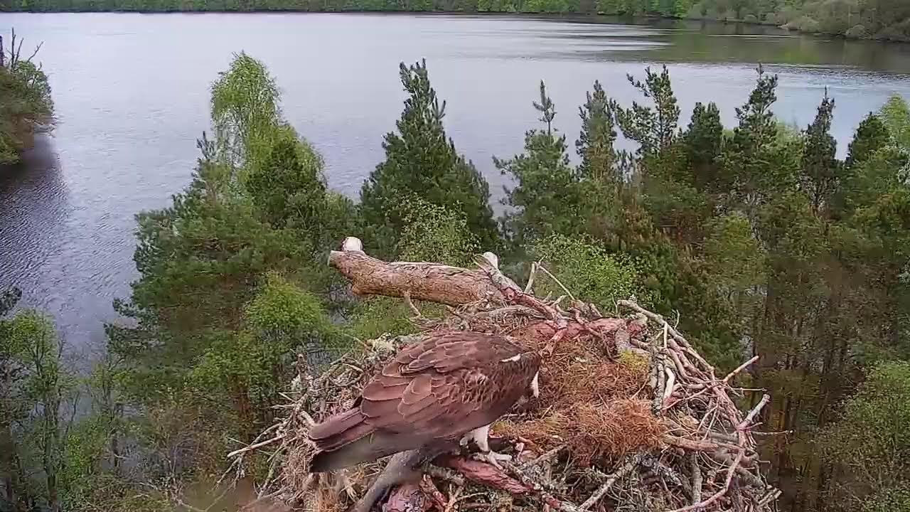Live osprey nest camera at Loch of the Lowes Wildlife Reserve