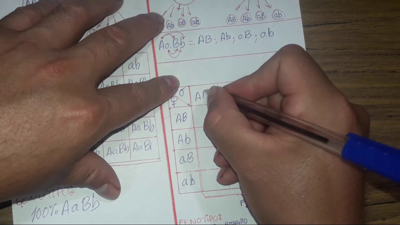 SEGUNDA LEY DE MENDEL