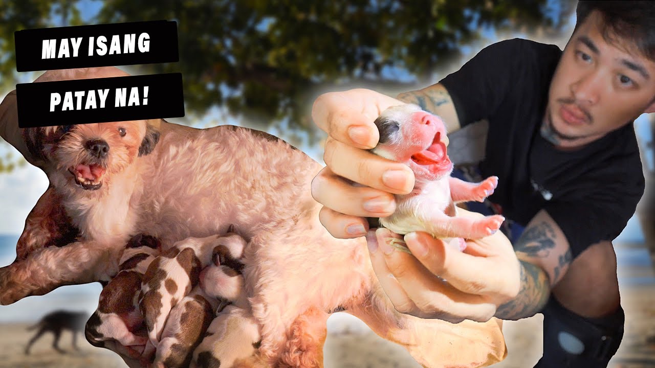 HELPING MY DOG GIVE BIRTH