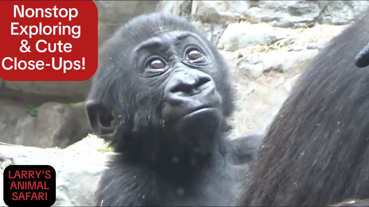 Детеныш гориллы - Кайембе #9, #babygorillas