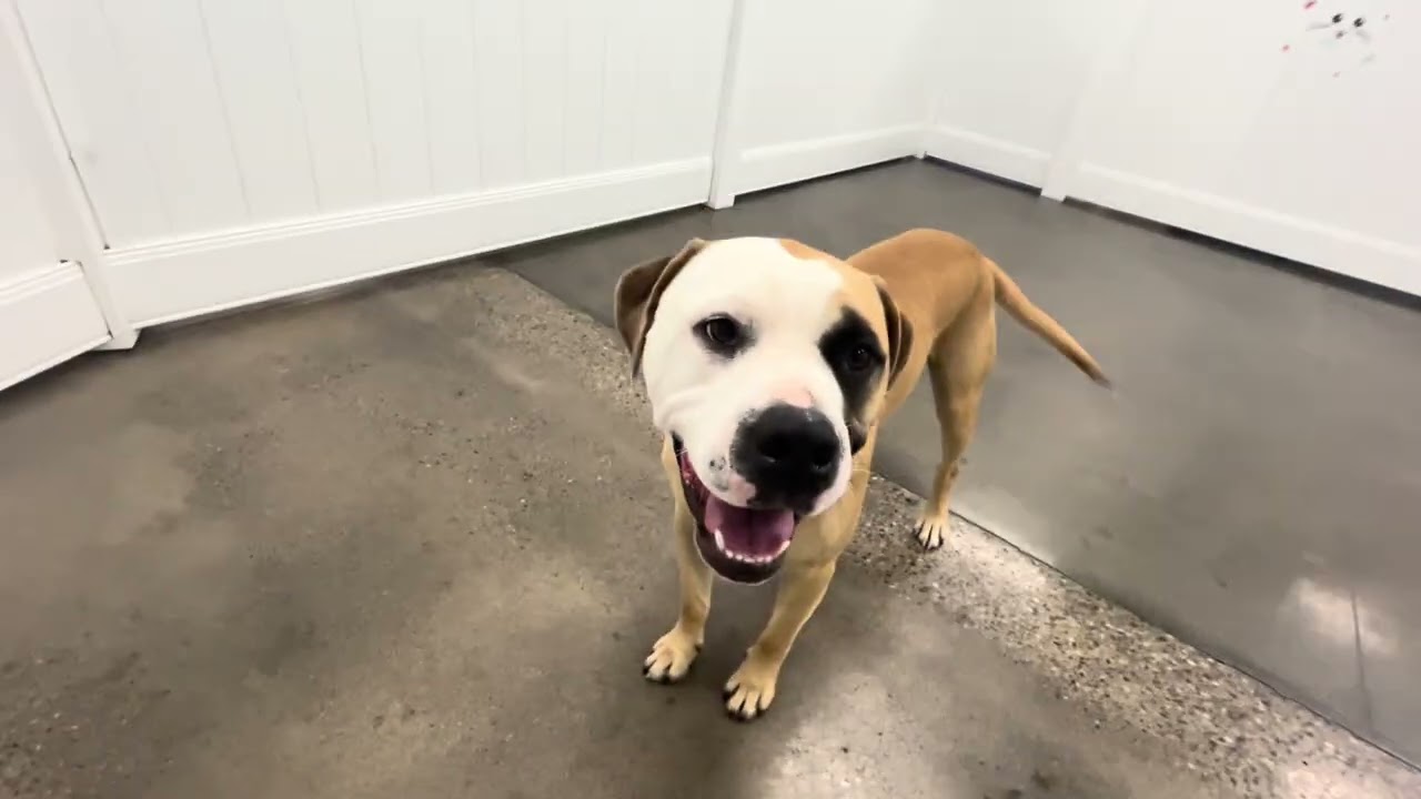 🐾💙10/8/2025💚🐾