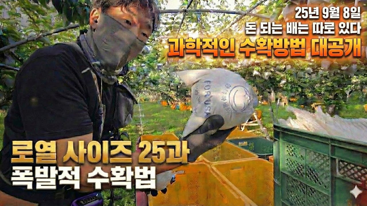 신고배 추석출하 25과 70%이상 수확비법 공개- 25년 9월 8일 나주 금천 신고배 과수원 일지 p250908