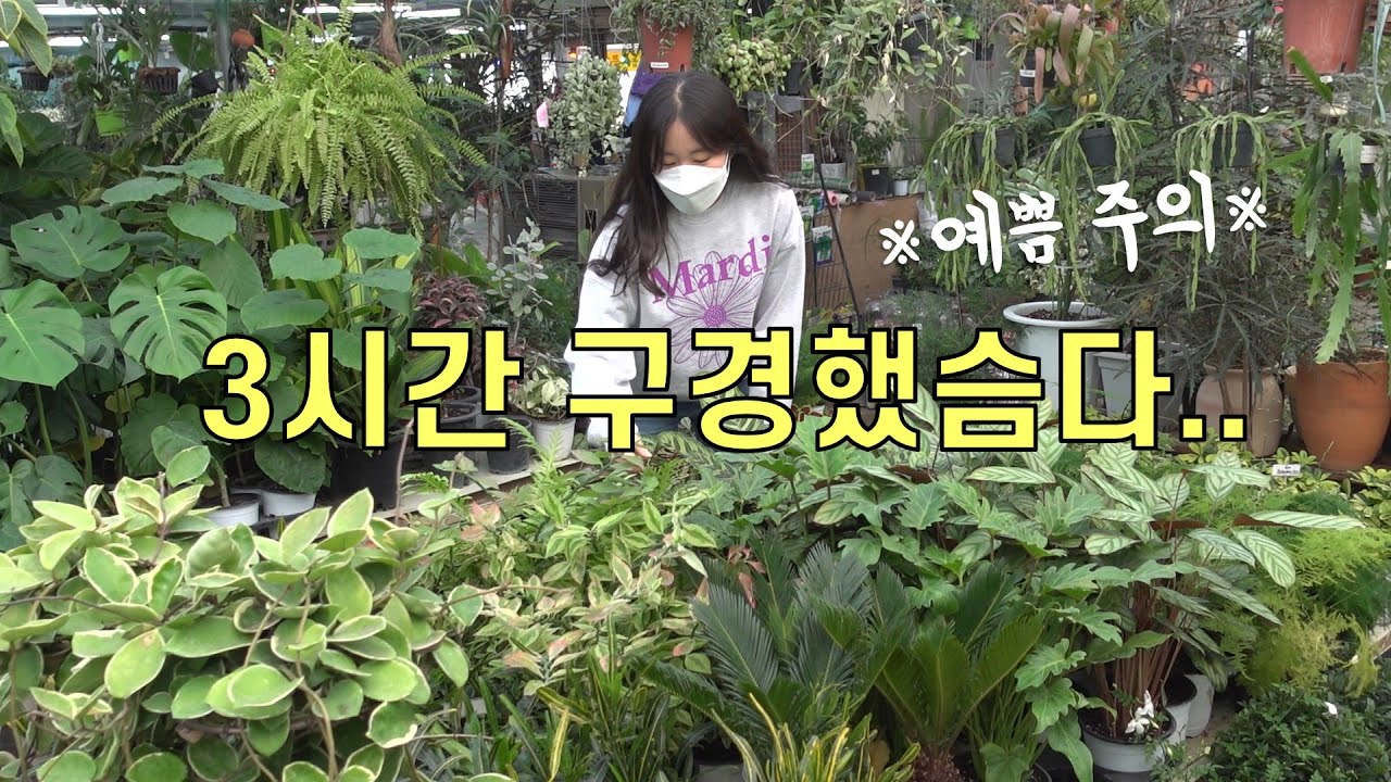 제대로 찾았네~! 대만족스러운 화원 투어🌿 +나에게 맞는 식물고르기 꿀팁🍯