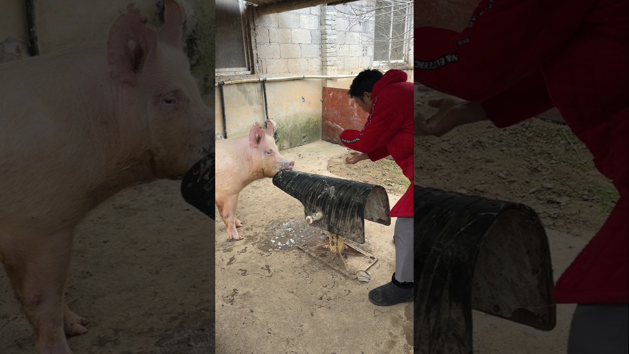 Hilarious Fake Pig Fails to Fool the Boar! 💥