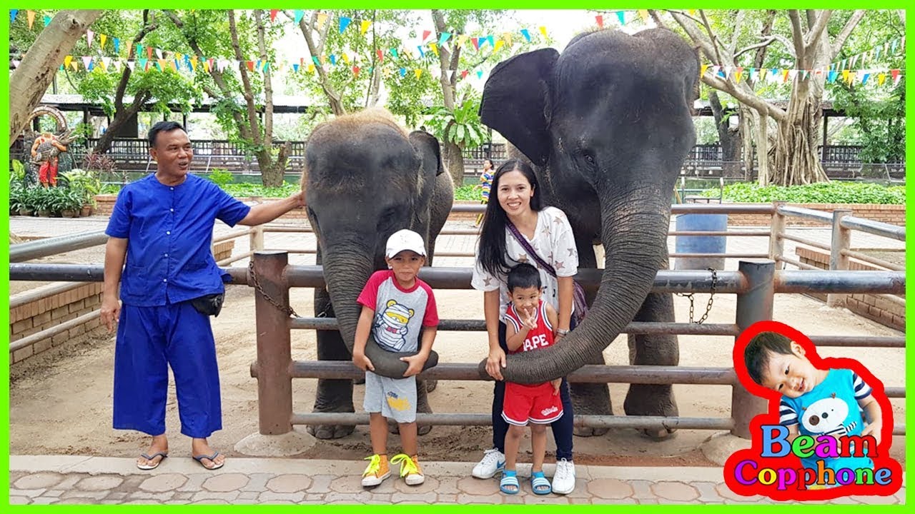 น้องบีม | ช้างจระเข้มายากล เที่ยวนครปฐม ฟาร์มจระเข้สามพราน