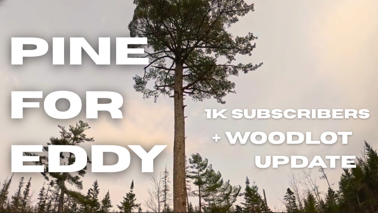 Cutting Pine in Early Spring | Timberjack 230 \\ Tree Felling \\ Fabtek 153