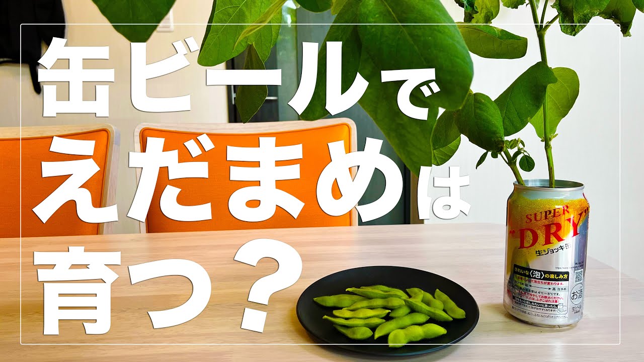 【実験的水耕栽培】枝豆は空き缶で水耕栽培すると、どれくらい収穫出来るか実験｜生ビール缶｜アサヒスーパードライ