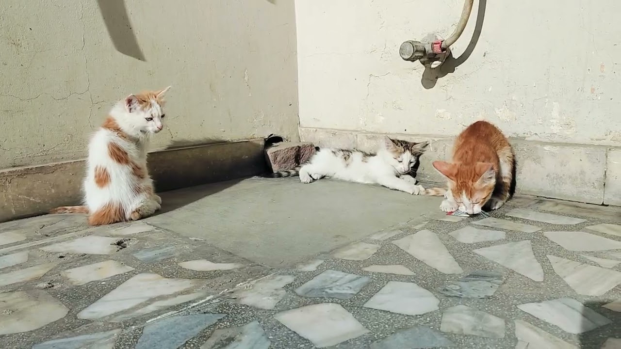 Sun 🌞 Bath 