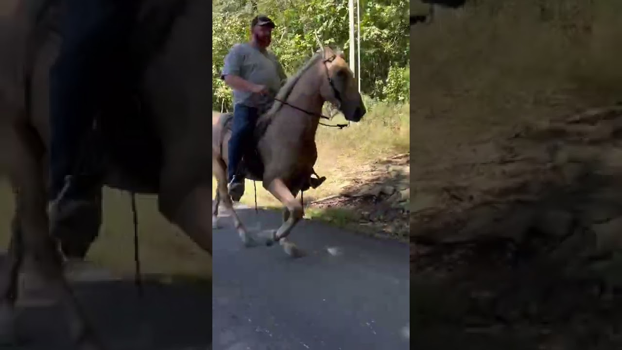 Turbo Two Neck reining and working off leg pressure. Little gaiting down the road