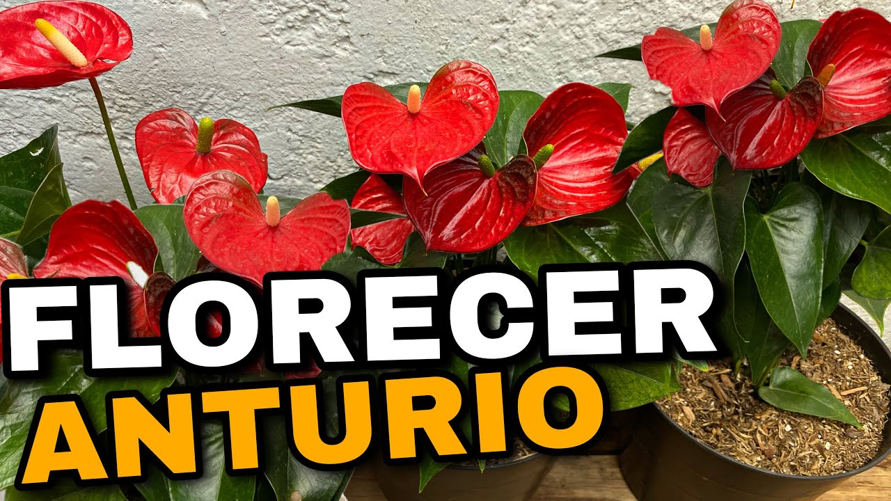 Utiliza Este Sustrato Para FLORECER ANTURIOS (Anthurium)