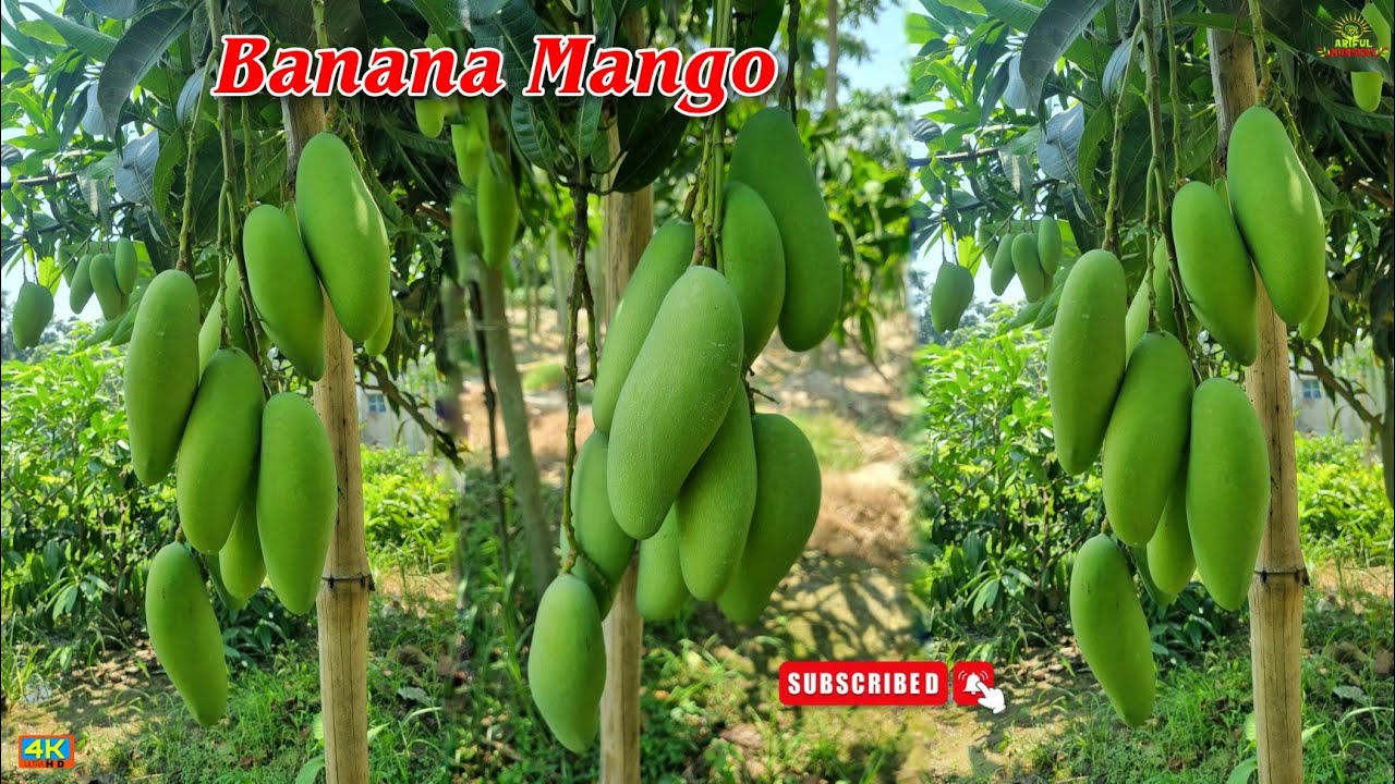 Banana mango plant farming in india